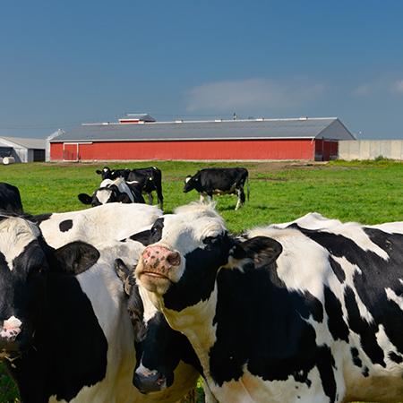 Cows on a dairy farm /Vaches dans une ferme laitière